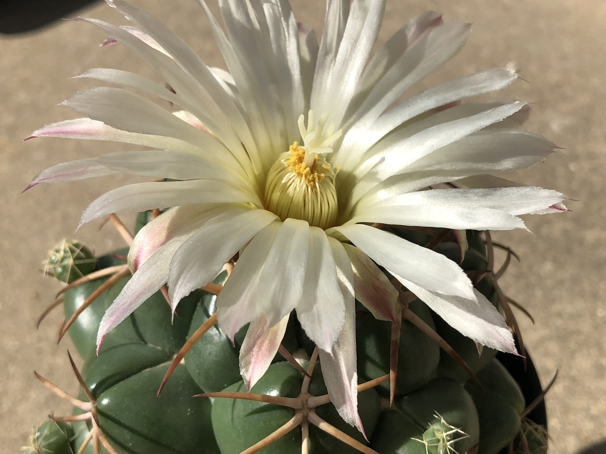 f:id:cactuspower:20200921224041j:plain f:id:cactuspower:20200921224041j:plain