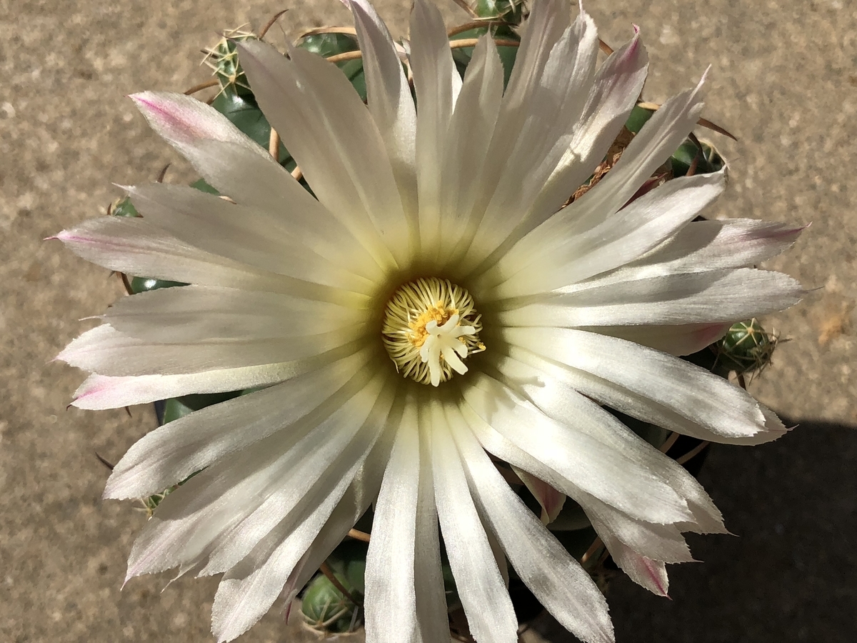 f:id:cactuspower:20200921224224j:plain f:id:cactuspower:20200921224224j:plain
