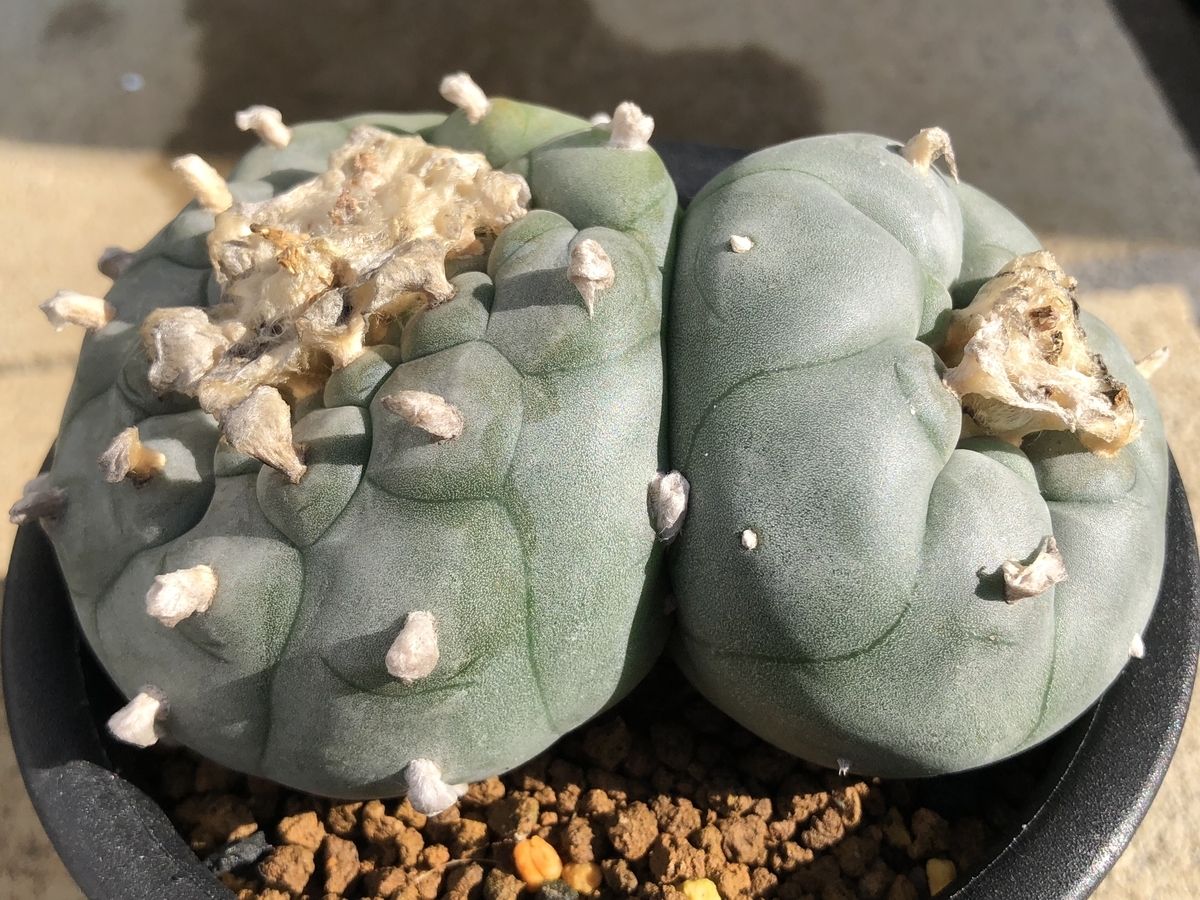 ダブルヘッド - cactuspower サボテン日記