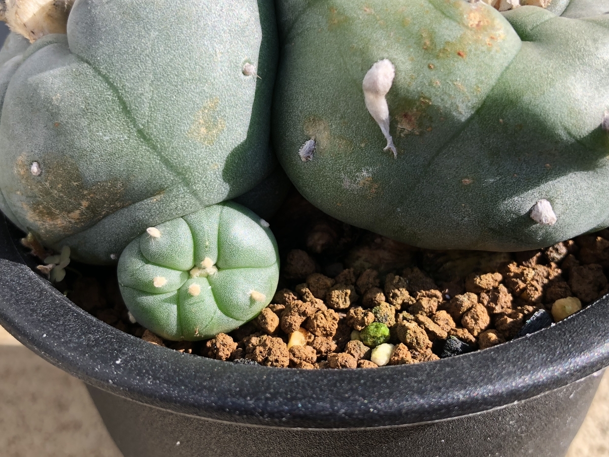 ダブルヘッド - cactuspower サボテン日記