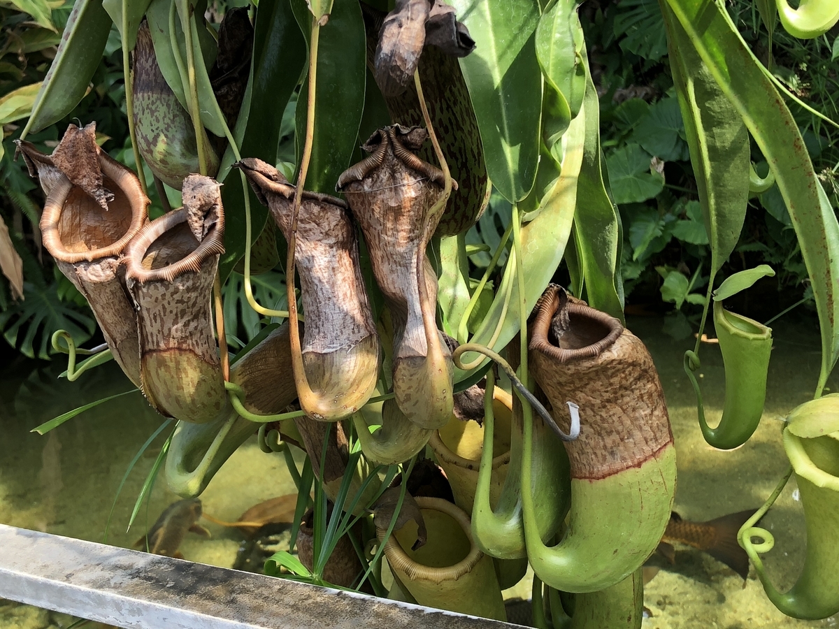 秋のサボテンと多肉植物展 に行ってきました Final Cactuspower サボテン日記