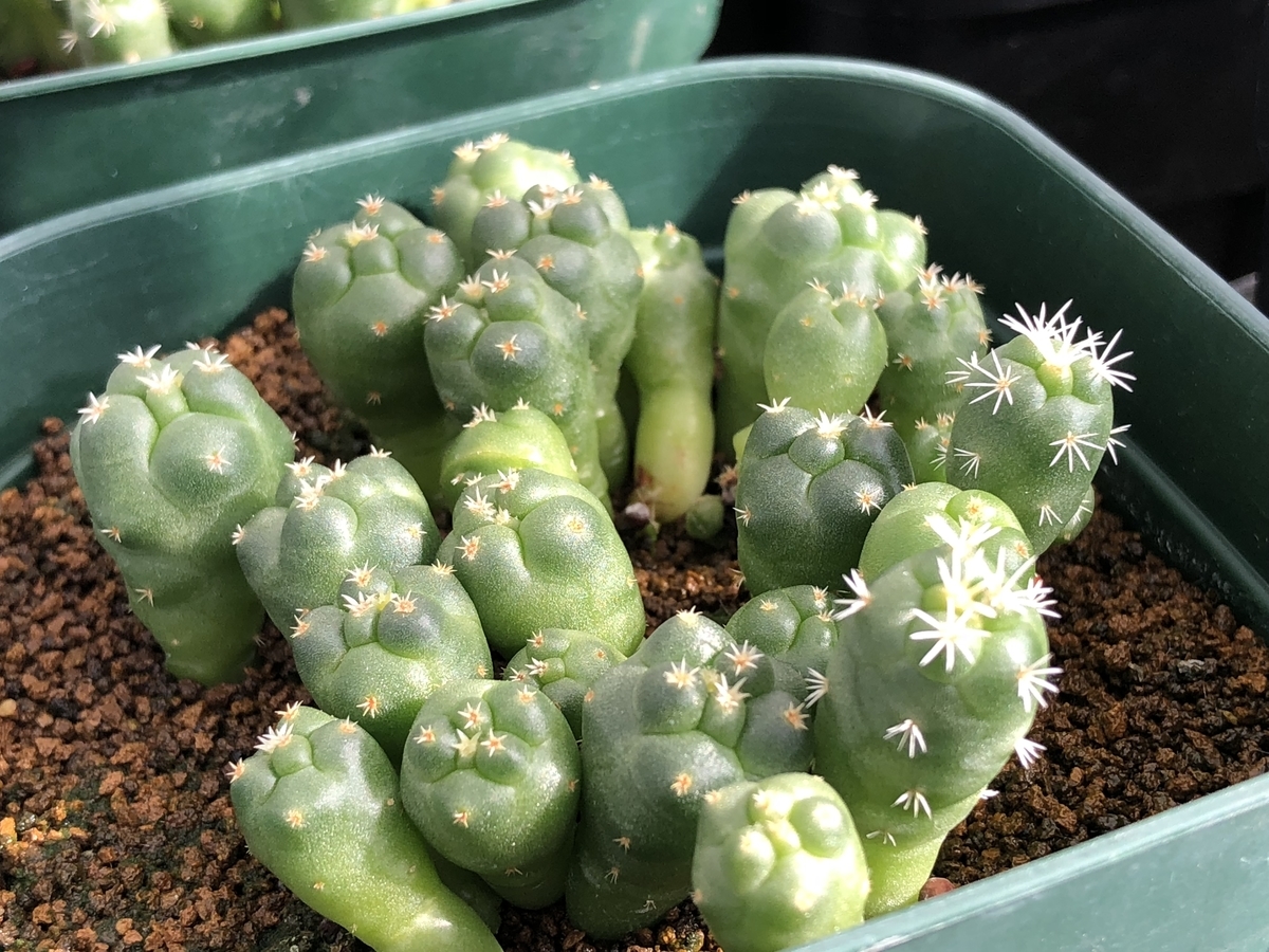 f:id:cactuspower:20201016134306j:plain