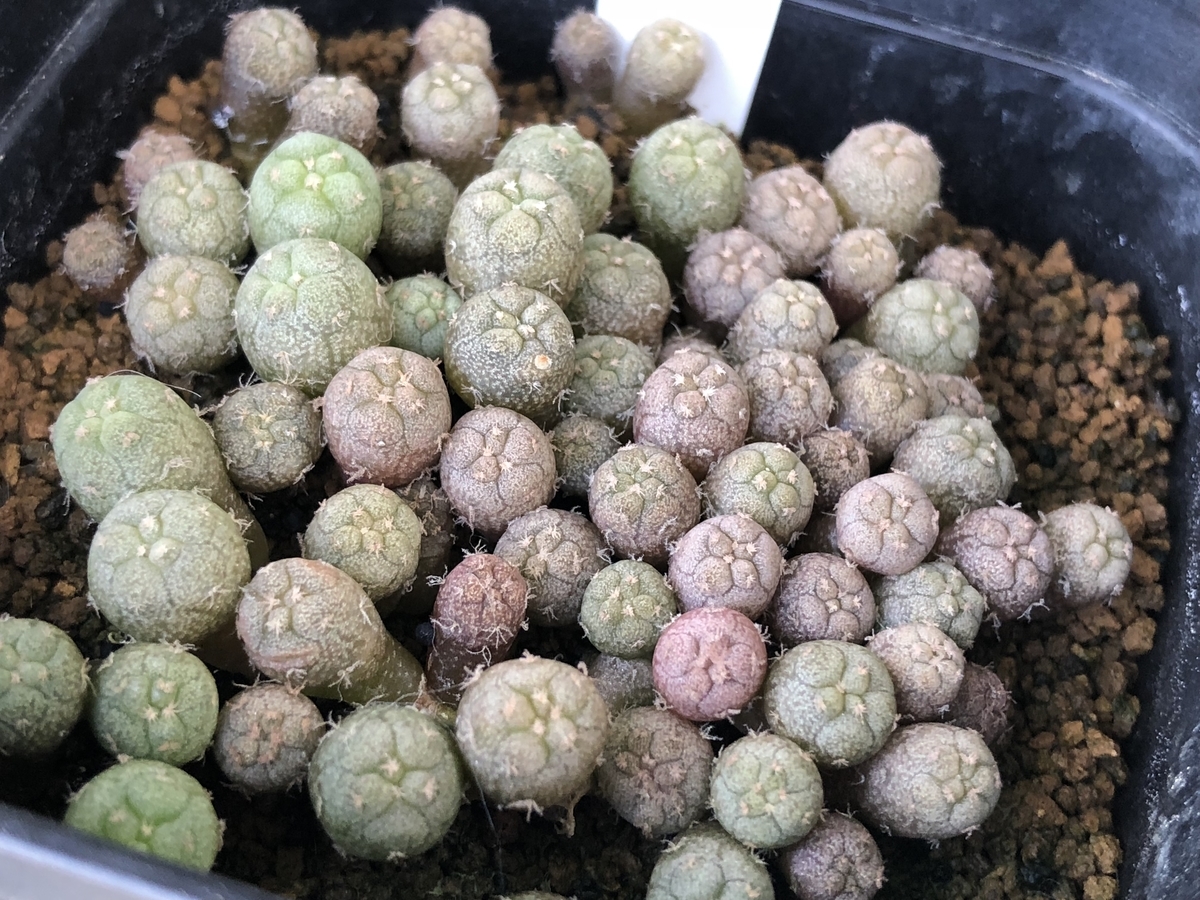 f:id:cactuspower:20201016134508j:plain