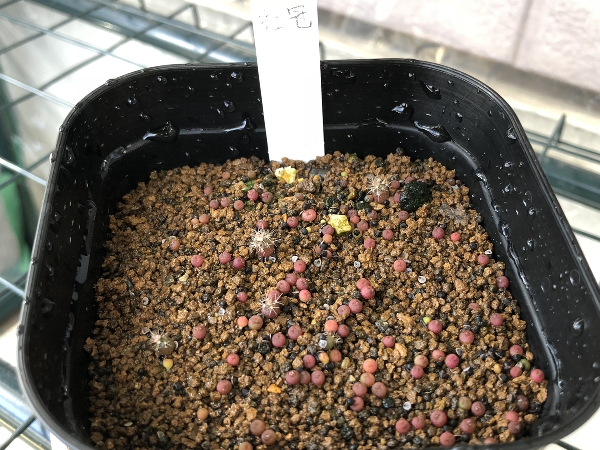 f:id:cactuspower:20201016193846j:plain