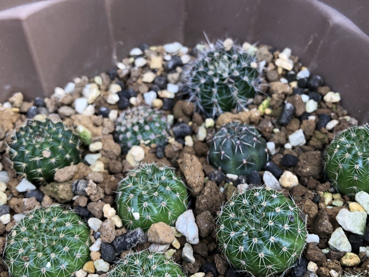 f:id:cactuspower:20201018123159j:plain