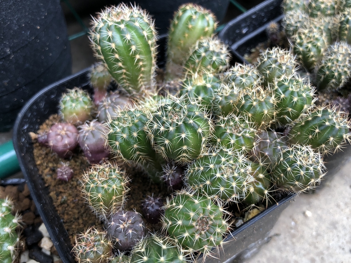 f:id:cactuspower:20201018123259j:plain