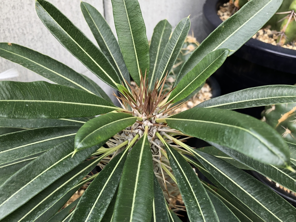 f:id:cactuspower:20201018123411j:plain