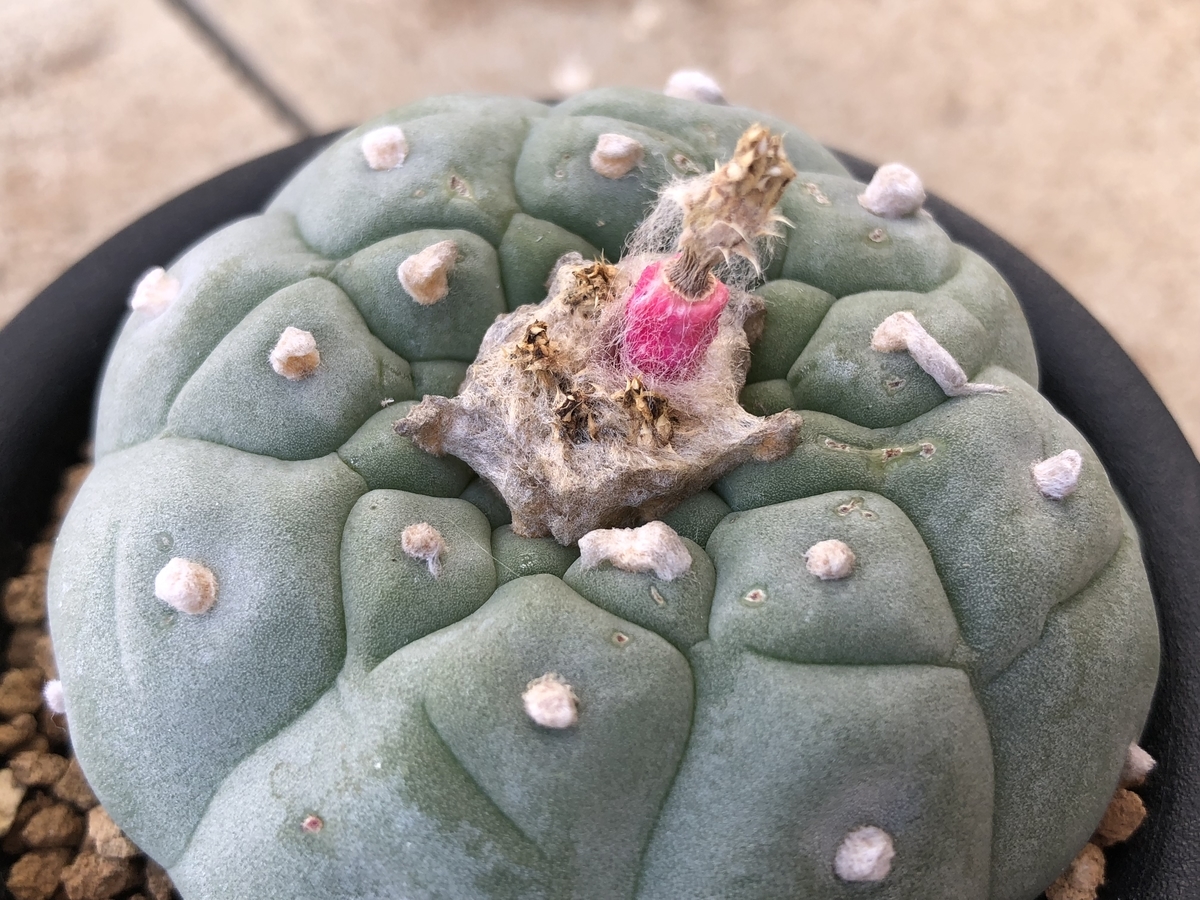 f:id:cactuspower:20201031134143j:plain
