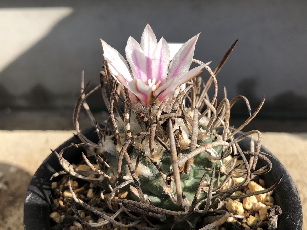 f:id:cactuspower:20201103125211j:plain