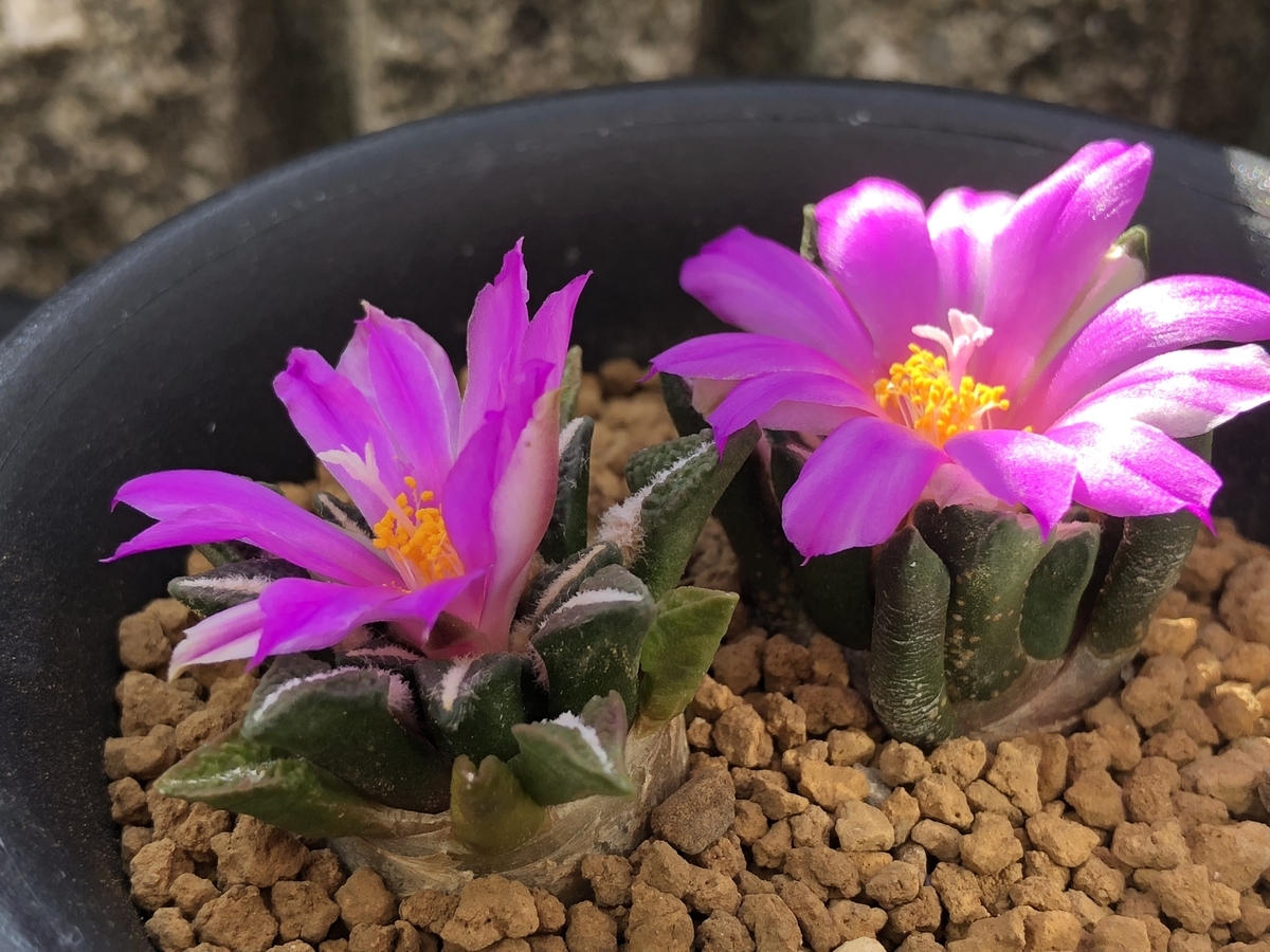 f:id:cactuspower:20201104185636j:plain