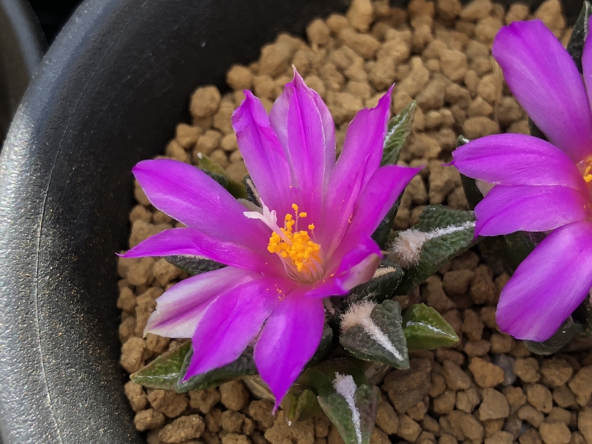 f:id:cactuspower:20201104185738j:plain