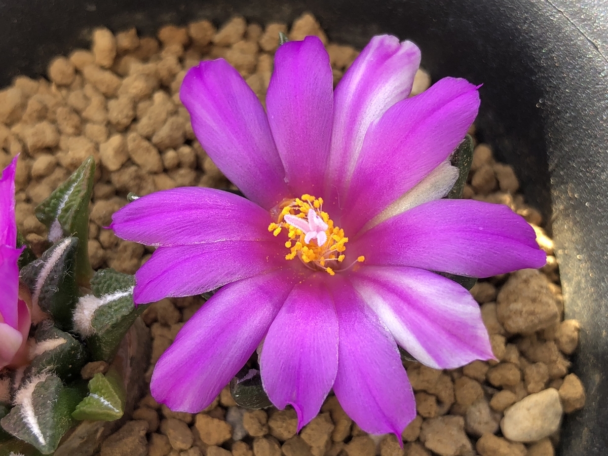 f:id:cactuspower:20201104185817j:plain