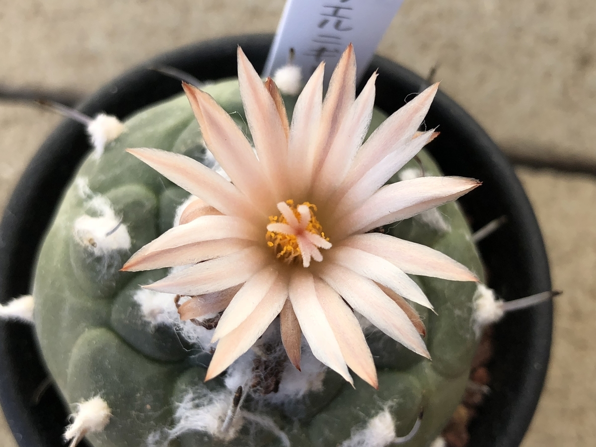 f:id:cactuspower:20201201204718j:plain