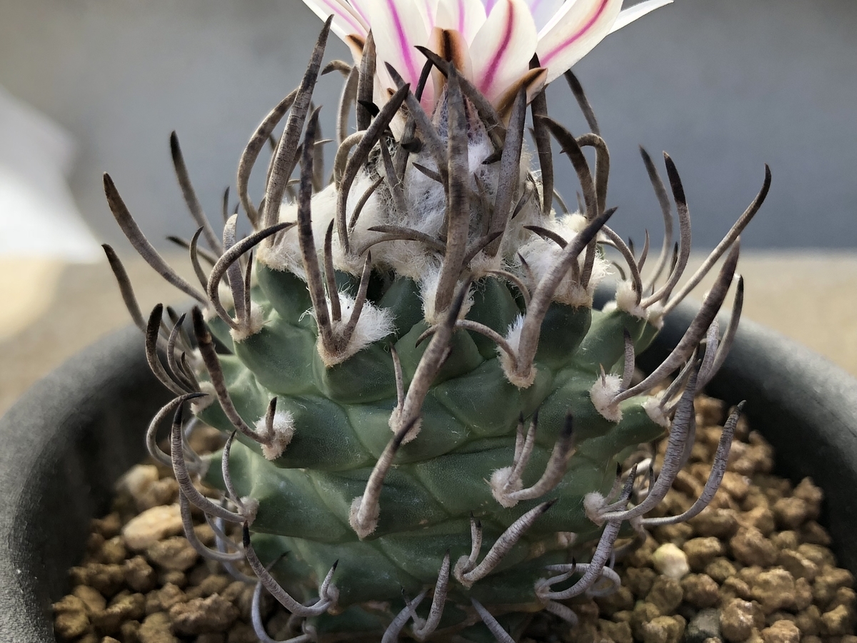 f:id:cactuspower:20201201210816j:plain