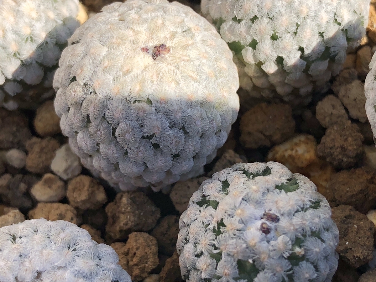 f:id:cactuspower:20201207231249j:plain