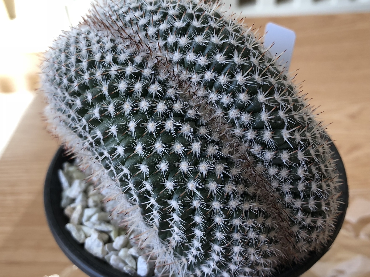 マミラリア　白玉兎 マミラリア 白玉兎 【公式通販】