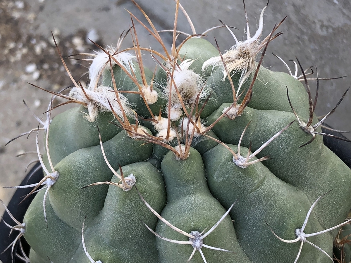 f:id:cactuspower:20201218170643j:plain