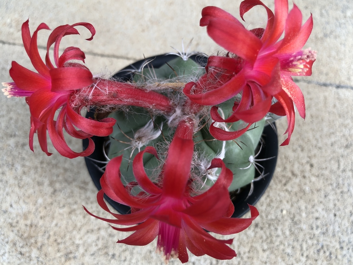 f:id:cactuspower:20201218173014j:plain