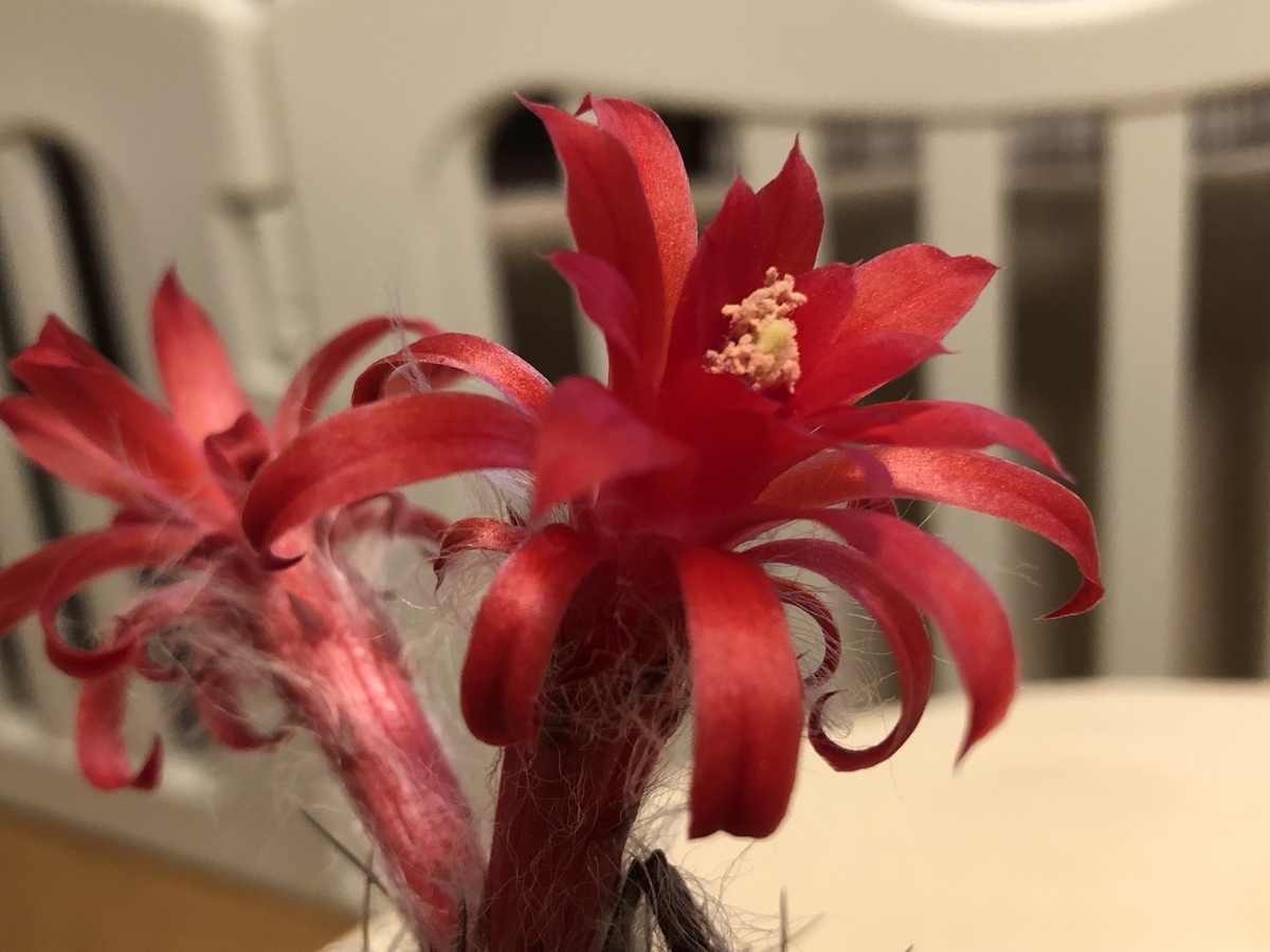 f:id:cactuspower:20201218173540j:plain