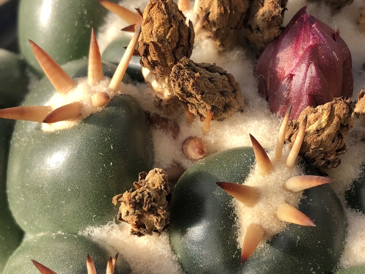 f:id:cactuspower:20201221124837j:plain