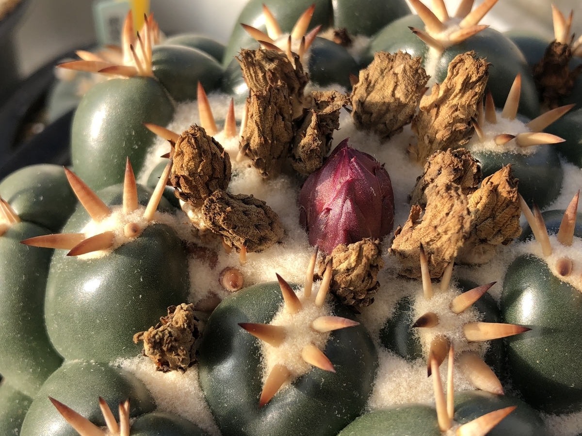f:id:cactuspower:20201221124908j:plain