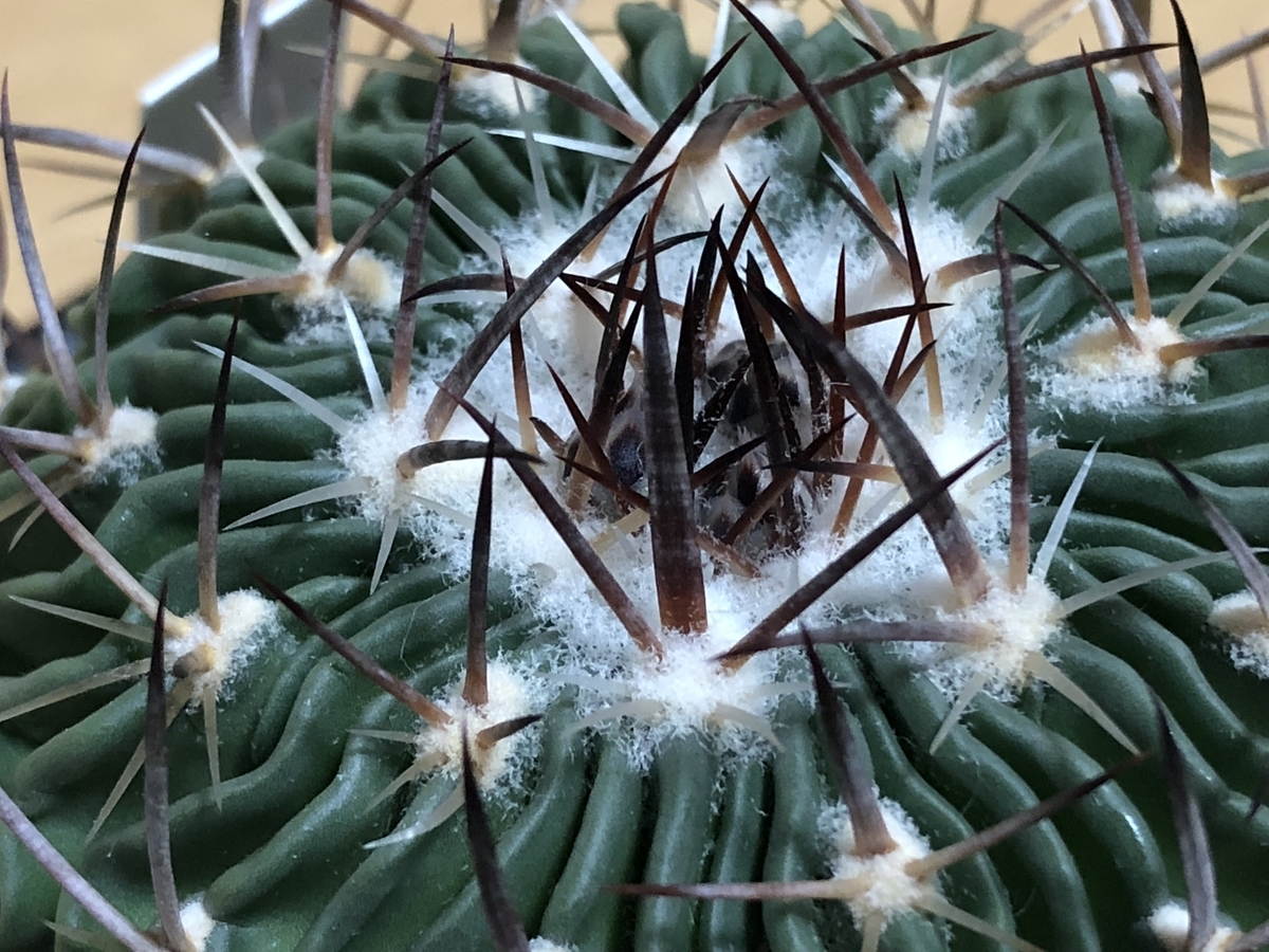 f:id:cactuspower:20201222234517j:plain
