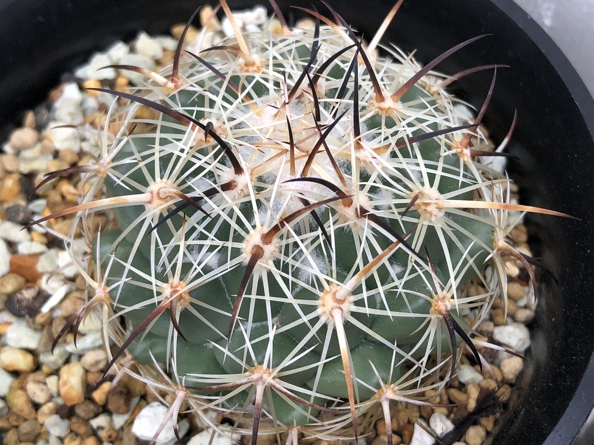 f:id:cactuspower:20201224130104j:plain