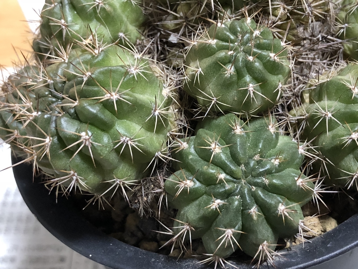 花サボテン - cactuspower サボテン日記