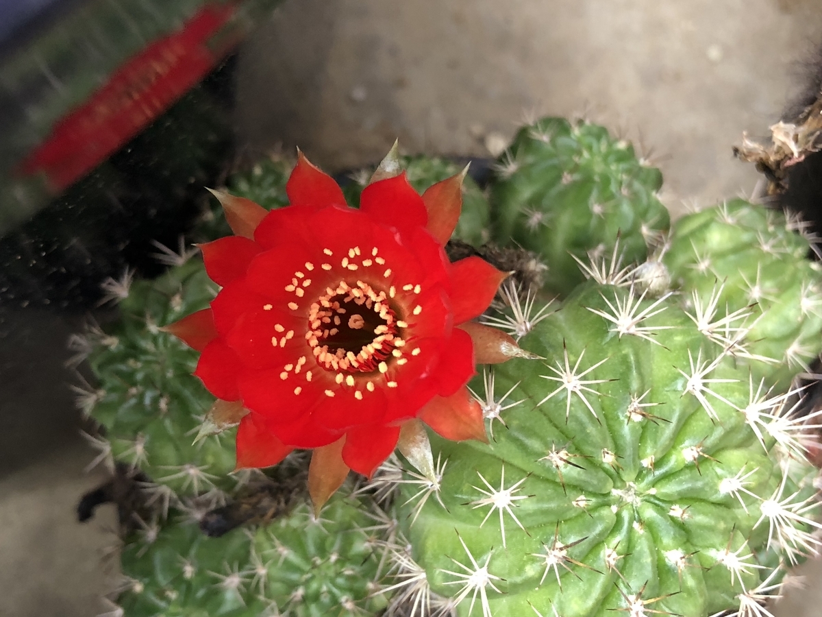 f:id:cactuspower:20210102210035j:plain