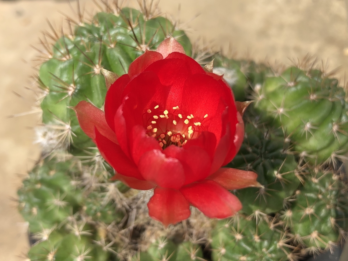 花サボテン - cactuspower サボテン日記