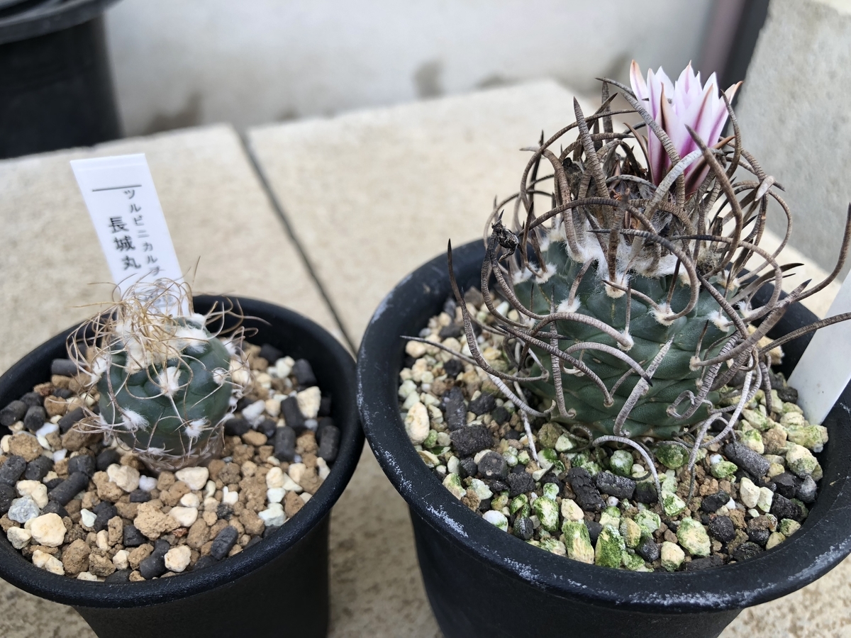 f:id:cactuspower:20210103224848j:plain