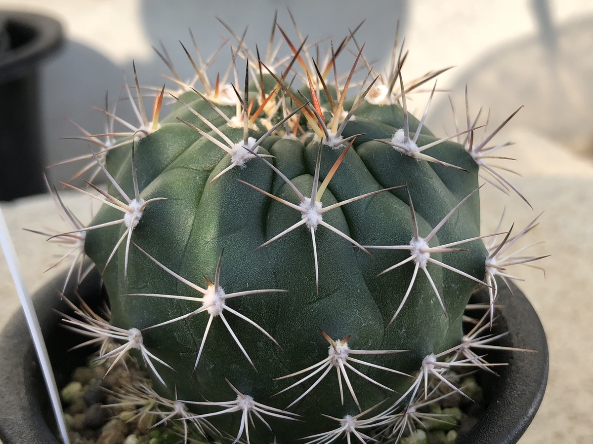 f:id:cactuspower:20210103225040j:plain