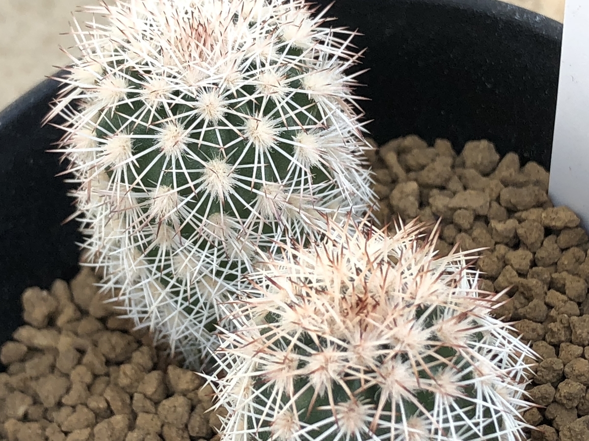 f:id:cactuspower:20210103225058j:plain