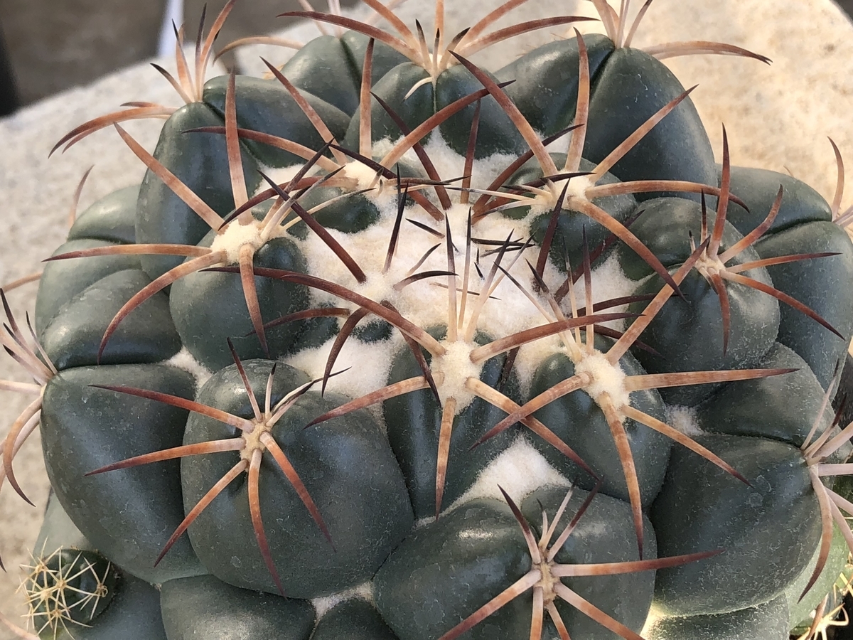 f:id:cactuspower:20210103225213j:plain