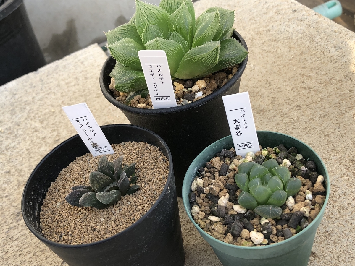 f:id:cactuspower:20210103225317j:plain