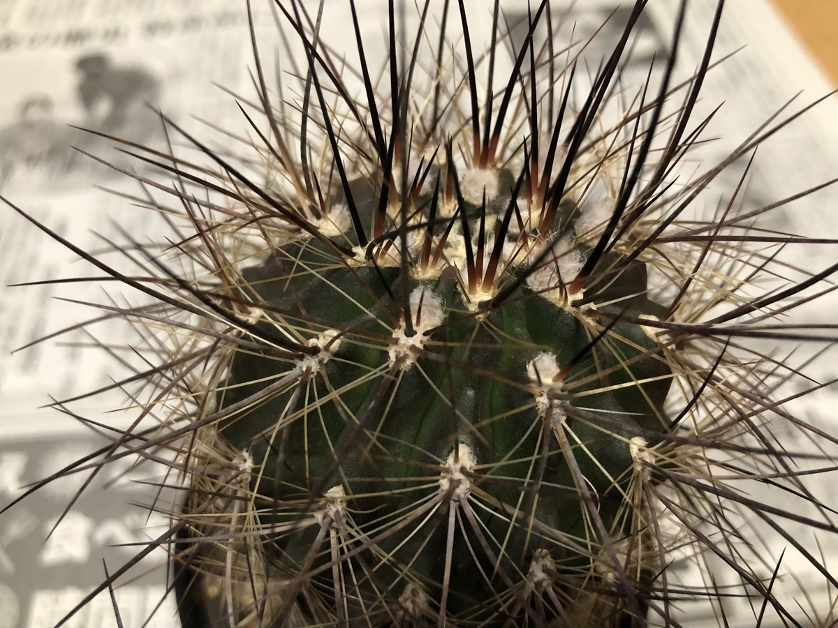 f:id:cactuspower:20210105184726j:plain