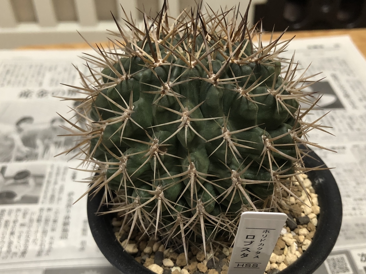f:id:cactuspower:20210105184826j:plain