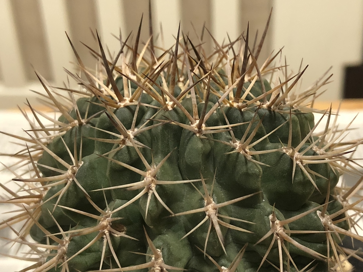 f:id:cactuspower:20210105185132j:plain