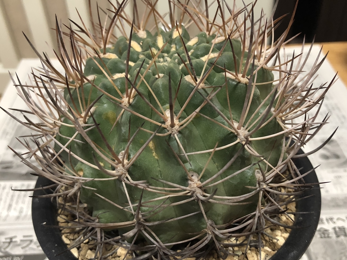 f:id:cactuspower:20210105185337j:plain