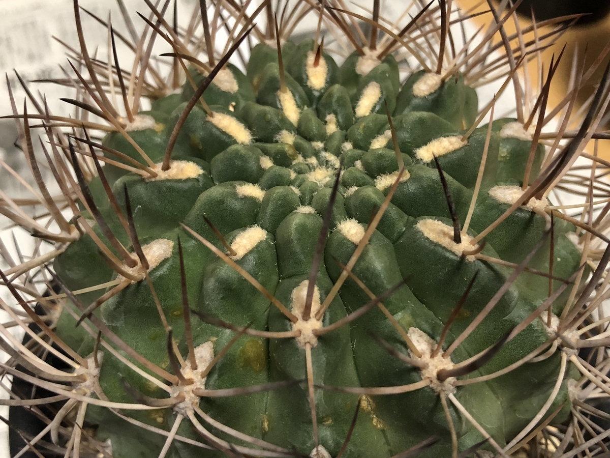 f:id:cactuspower:20210105185655j:plain