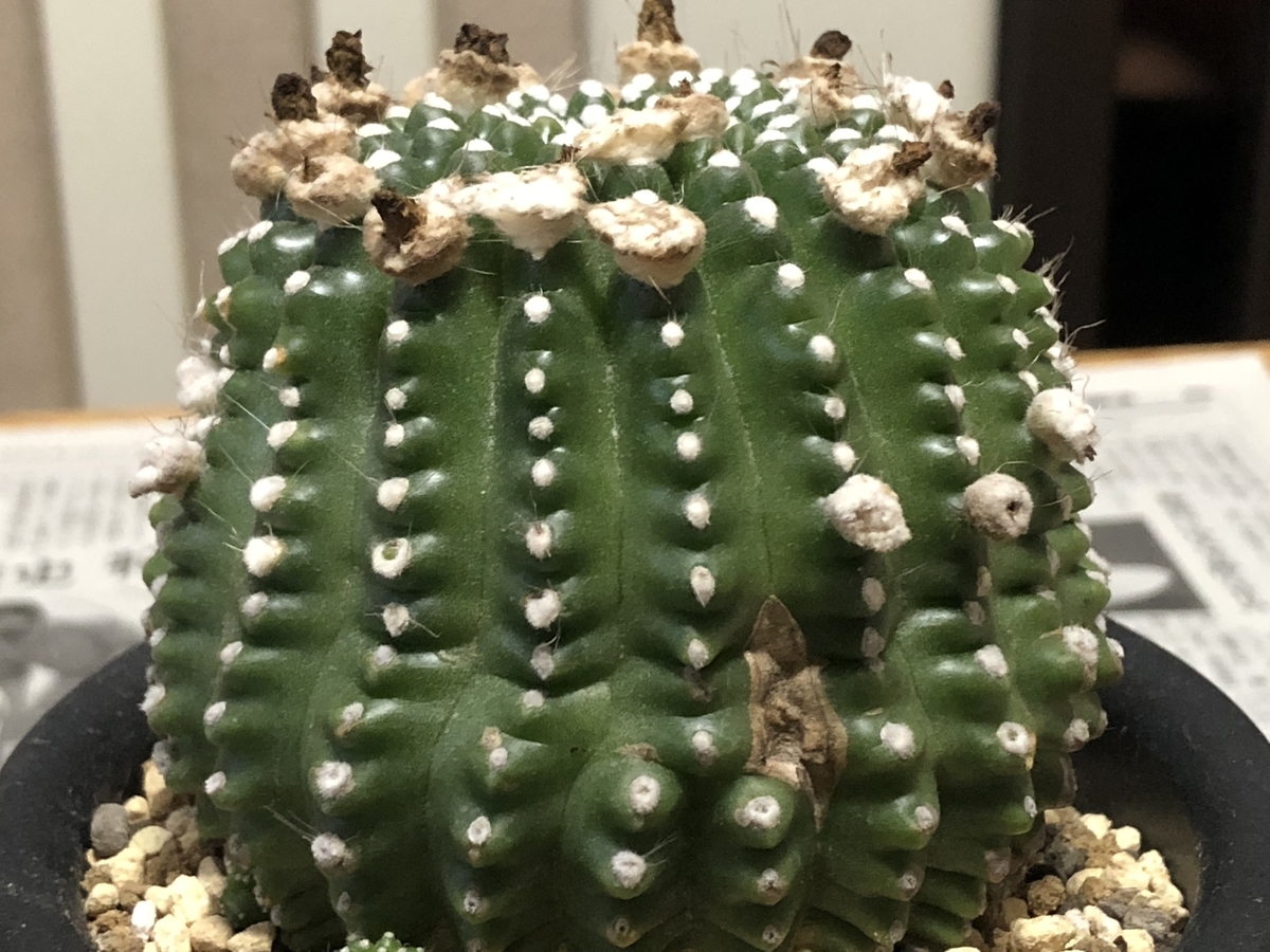 f:id:cactuspower:20210106130506j:plain
