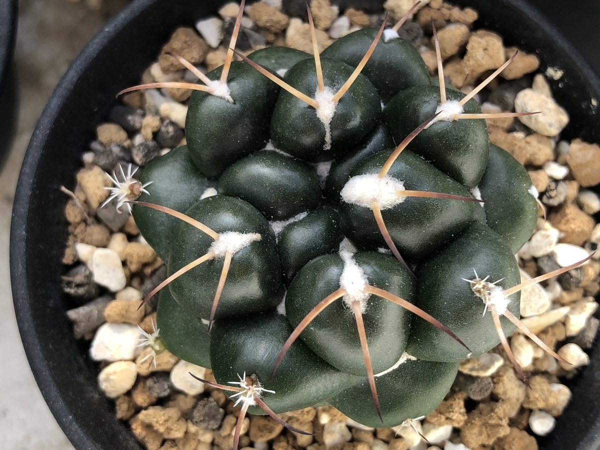 f:id:cactuspower:20210109125406j:plain