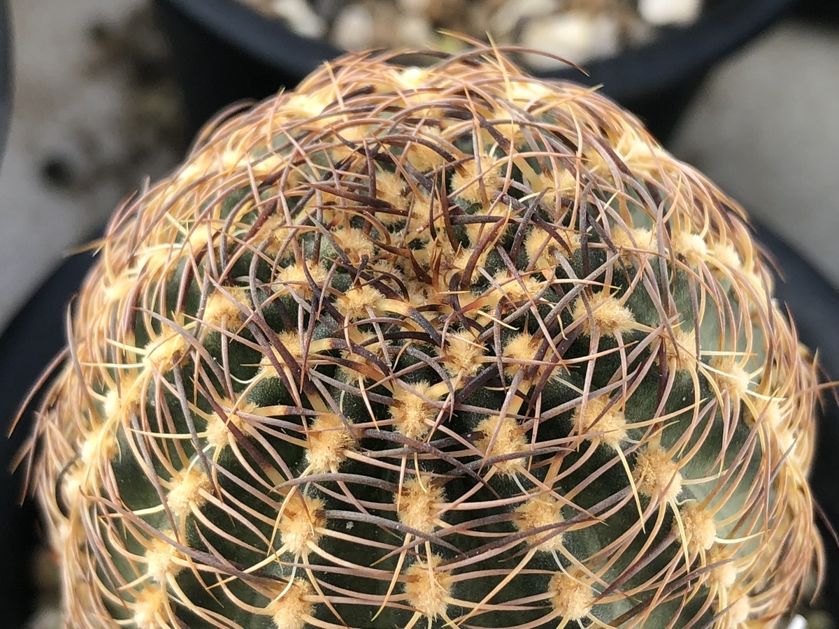 f:id:cactuspower:20210109130013j:plain