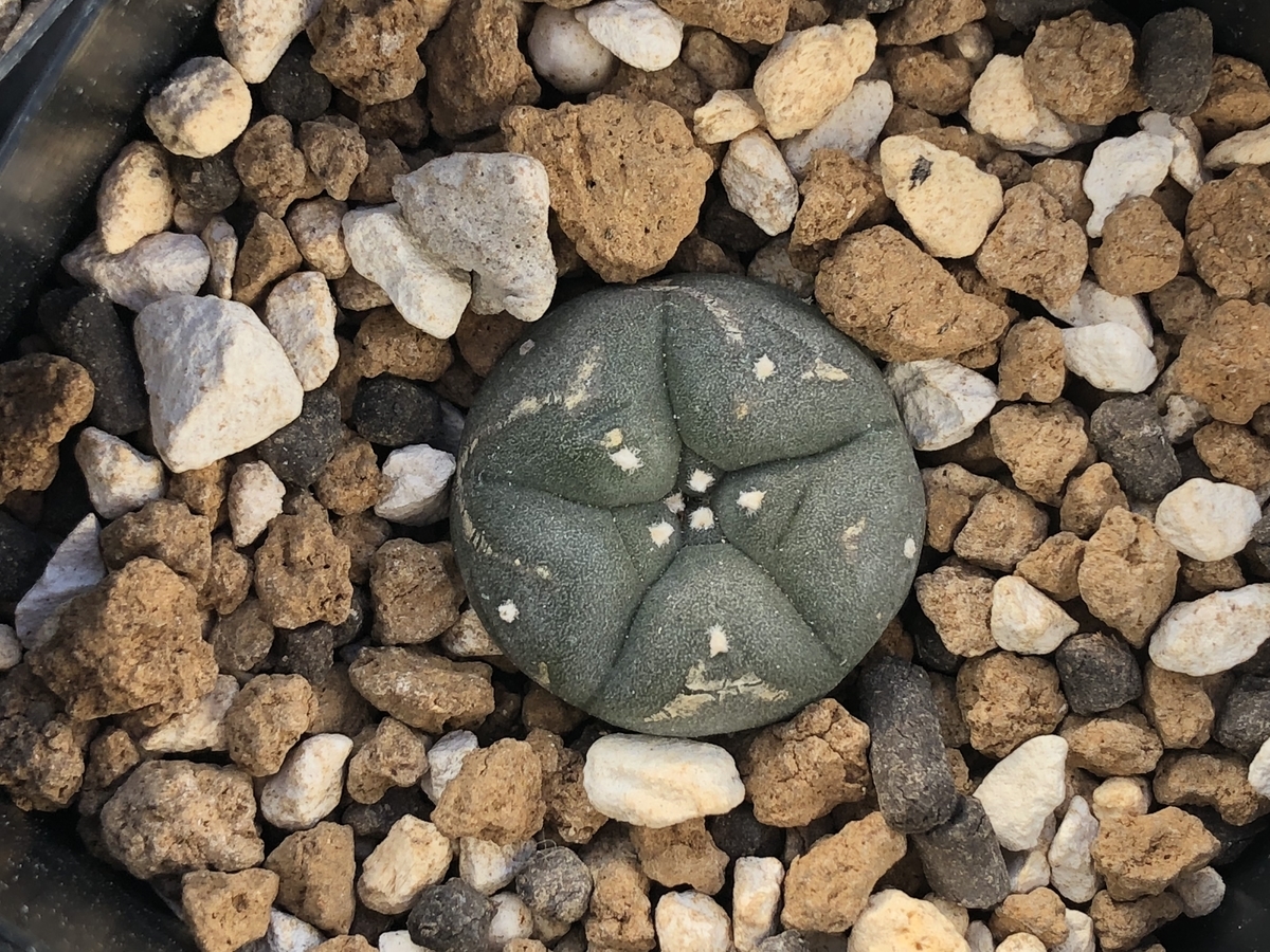 f:id:cactuspower:20210109130146j:plain