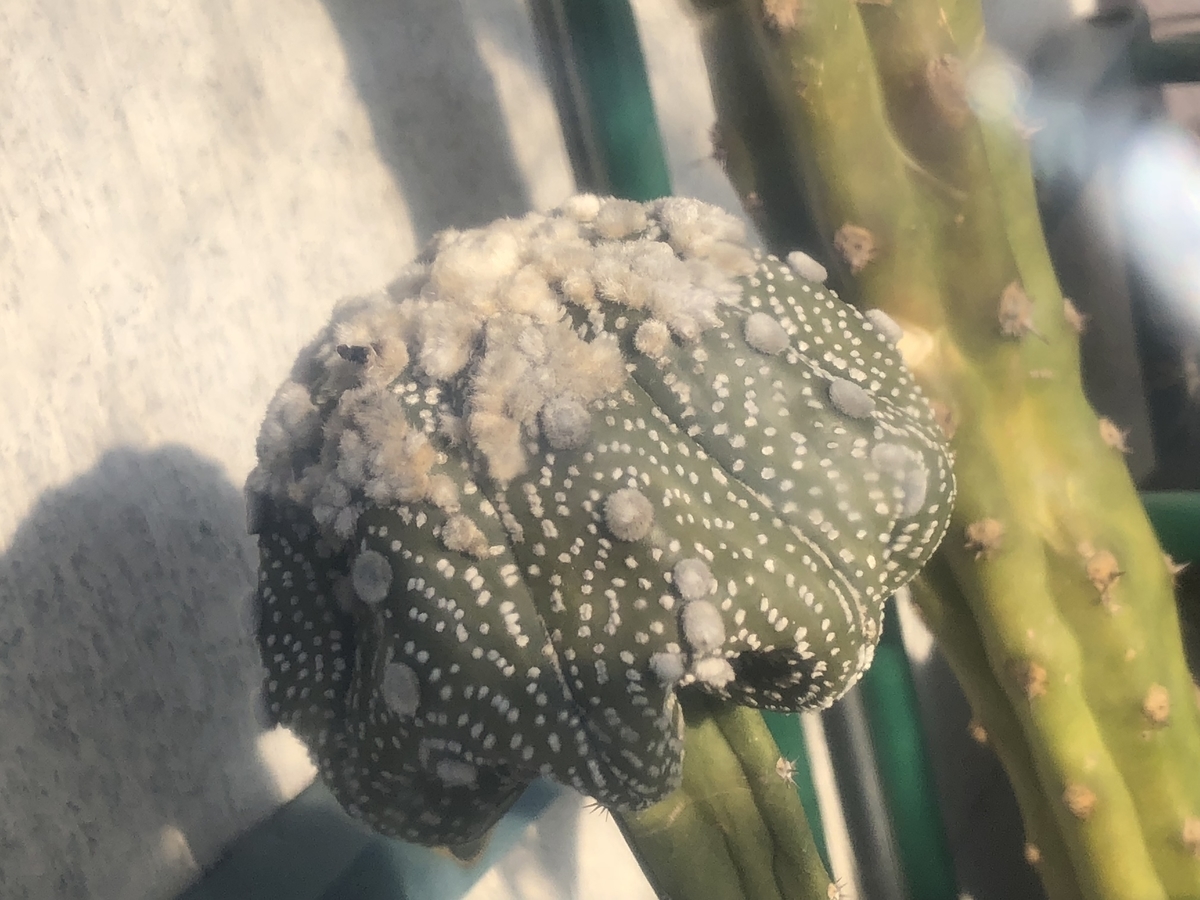 f:id:cactuspower:20210110151122j:plain