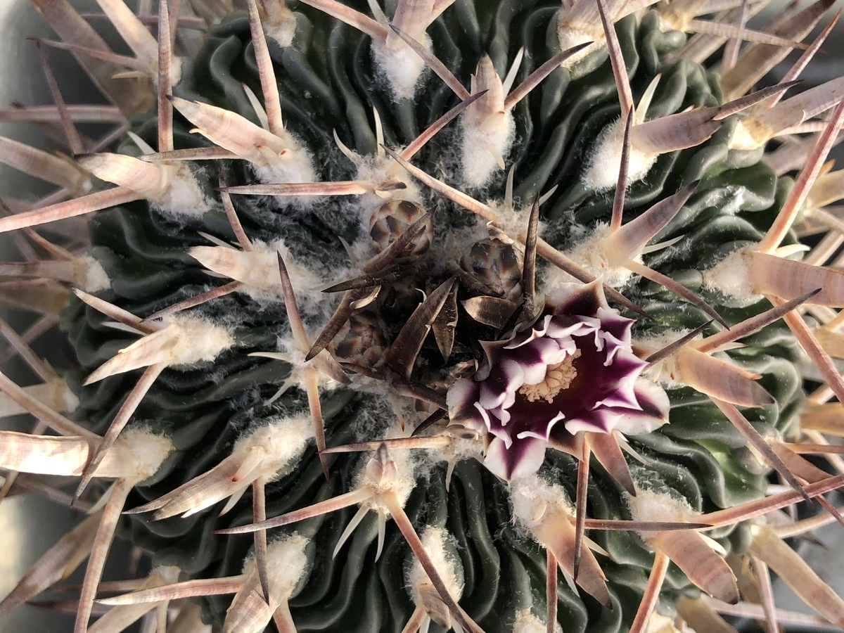 f:id:cactuspower:20210110151232j:plain
