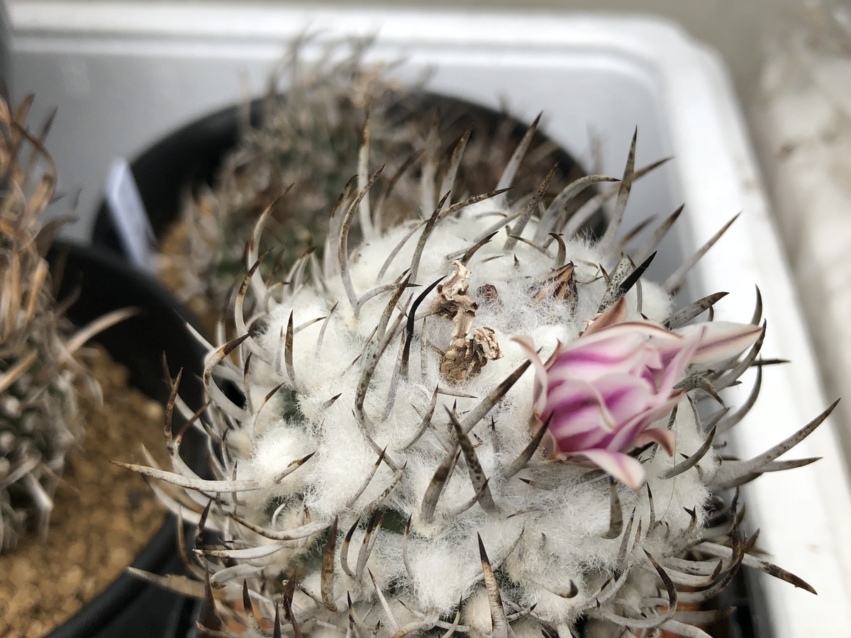 f:id:cactuspower:20210111152358j:plain