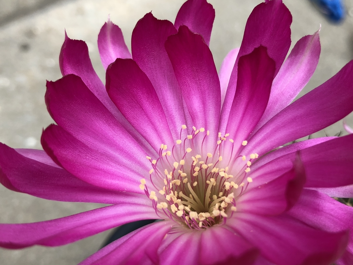 f:id:cactuspower:20210112235318j:plain