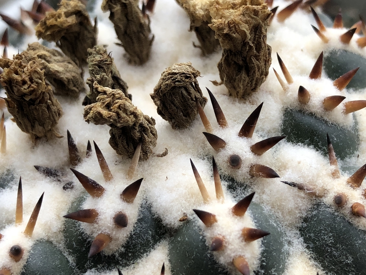 f:id:cactuspower:20210116130049j:plain