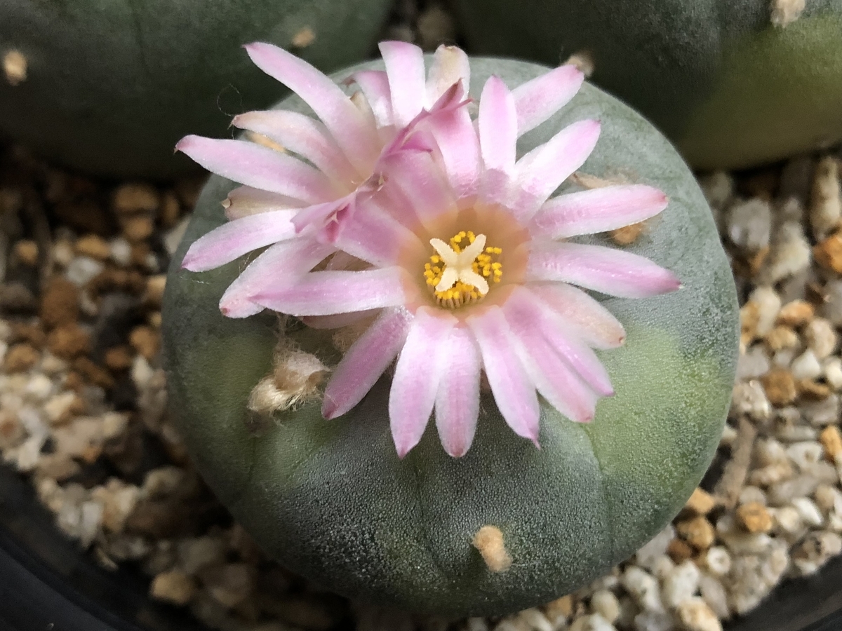 f:id:cactuspower:20210117131605j:plain